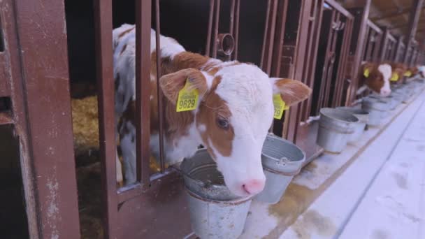 The calf looks into the camera. Braunschwitz calf. A young cow looks into the room and sticks out her tongue Cute cows look at the camera close-up. Braunschwitz cows on the farm — ストック動画