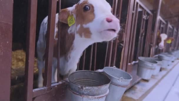 Телятко заглядає в камеру. Брауншвіц телятко. Молода корова заглядає в кімнату і виганяє язика корів, які дивляться на камеру зблизька. Корови Брауншвіц на фермі. — стокове відео