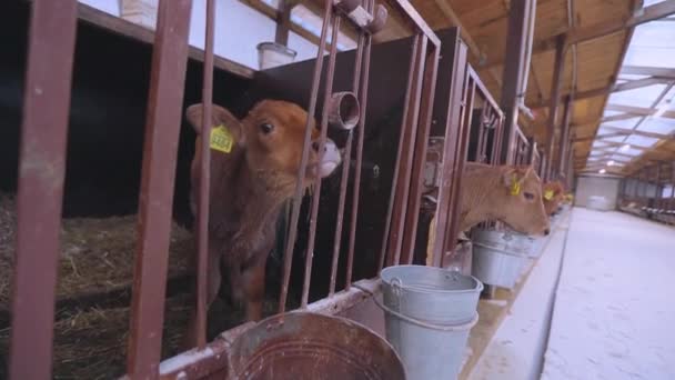 Braunschwitz kalf. Braunschwitz koeien op de boerderij. Het kalf kijkt in de camera. Leuke koeien kijken naar de camera close-up. — Stockvideo