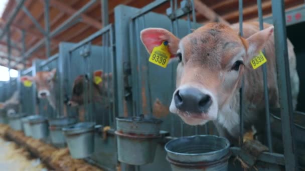 Süt çiftliğindeki şirin buzağılar. Küçük inekler ahırda duruyor. Buzağılar büyütülüyor — Stok video