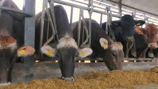 Belas vacas fecham. Vacas Braunschwitz num close-up da quinta. A vaca está a comer feno. Belas vacas limpas — Vídeo de Stock