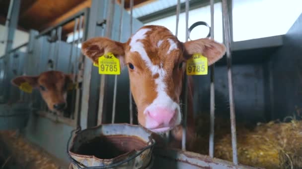 Милые телята на молочной ферме. Маленькие коровы стоят в стойле. Разведение телят — стоковое видео