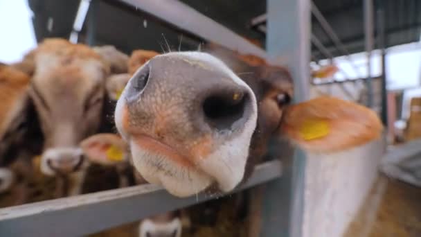 A vaca está interessada na câmara. A vaca gira fecha. Cow close-up. Cabeça de uma vaca de perto. Vaca Braunschwitz — Vídeo de Stock