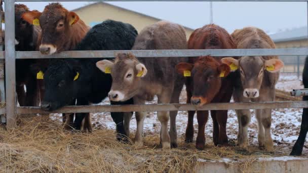 Vacas Braunschwitz em queda de neve. Vacas no inverno. As vacas estão debaixo da neve — Vídeo de Stock