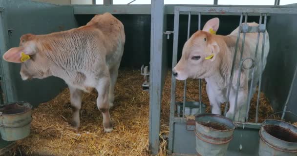 酪農場でかわいい子牛。小さな牛が屋台に立っている。子牛の飼育 — ストック動画