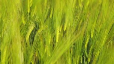 Genç yeşil buğday dalları yakın mesafede. Tarlada taze yeşil buğday. Buğday tarlası