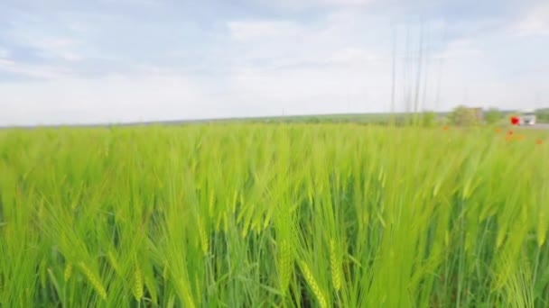 Young green wheat in the field. Wheat spike field. Spikelets of young green wheat close up. — Stock videók