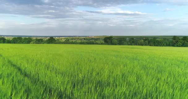 Vista superior do campo de trigo verde. Campo de trigo verde ao pôr do sol. Voando sobre um campo verde com trigo. — Vídeo de Stock