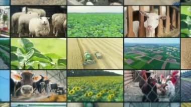 Tarımsal video çoklu ekran. Tarım endüstrisinin video duvarı. Video klipsi kolajı. tarım bölünmüş ekran