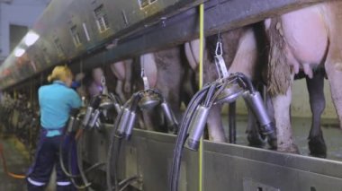 İnekleri sağmak için ekipman. Otomatik inek sağma. Fabrikada sağım sırasında inek sağmak. İnek memesi yakın plan..