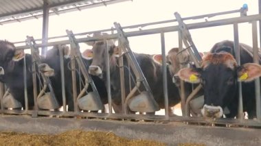 Ahırda bir sürü inek var. Bir sürü Brunschwitz ineği ahırda. İnekler ahırda saman yerler. Braunschwitz inekleriyle dolu büyük, modern bir ahır.