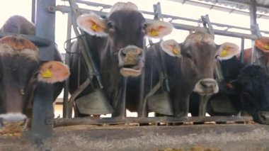 Ahırda bir sürü inek var. Bir sürü Brunschwitz ineği ahırda. İnekler ahırda saman yerler. Braunschwitz inekleriyle dolu büyük, modern bir ahır.