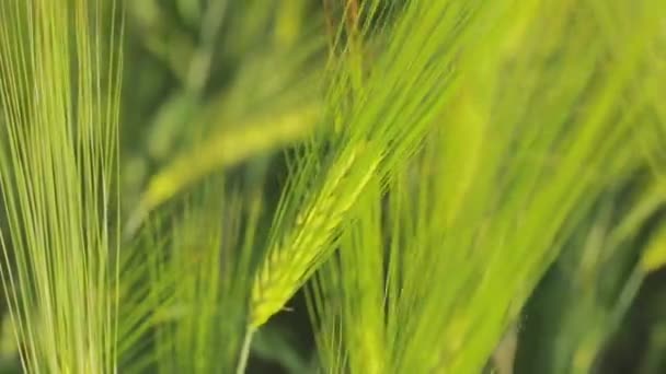 Genç yeşil buğday dalları yakın mesafede. Sulu yeşil buğday yakından. Tarlada taze yeşil buğday. Buğday tarlası — Stok video