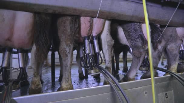 Kojuver närbild. Ko under mjölkning på fabriken närbild. Automatisk mjölkning av en ko. Utrustning för mjölkning av kor — Stockvideo