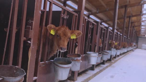 Braunschwitz kalf. Braunschwitz koeien op de boerderij. Het kalf kijkt in de camera. Leuke koeien kijken naar de camera close-up. — Stockvideo