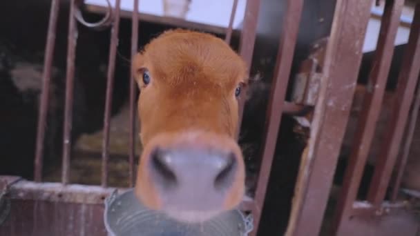 La pantorrilla mira a la cámara. Becerro Braunschwitz. Las vacas lindas miran la cámara de cerca. Vacas de Braunschwitz en la granja — Vídeo de stock