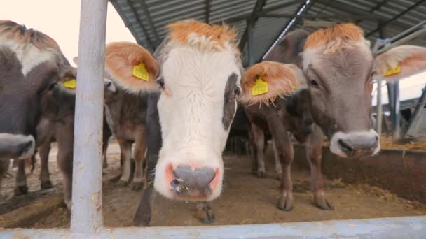 Velká moderní kravína s Braunschwitzovými krávami. Ve stodole je spousta krav. Spousta Brunschwitzovic krav v kravíně. Krávy jedí seno ve stodole. — Stock video