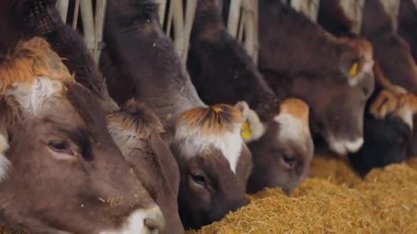 ブラウンシュヴィッツ牛は干し草を食べる。牛は納屋で干し草を食べる。多くの牛が干し草を食べる. — ストック動画