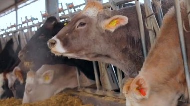 Güzel inekler yaklaşıyor. Braunschwitz inekleri çiftlikte yakın plan çekimde. İnek saman yiyor. Güzel temiz inekler