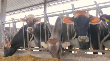 Bir sürü Brunschwitz ineği ahırda. İnekler ahırda saman yerler. Ahırda bir sürü inek var. Braunschwitz inekleriyle dolu büyük, modern bir ahır.