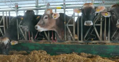 Güzel inekler yaklaşıyor. Braunschwitz inekleri çiftlikte yakın plan çekimde. İnek saman yiyor. Güzel temiz inekler