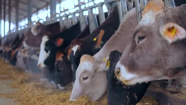 Le mucche Braunschwitz mangiano fieno. Le mucche mangiano fieno nel fienile. Molte mucche mangiano fieno. — Video Stock
