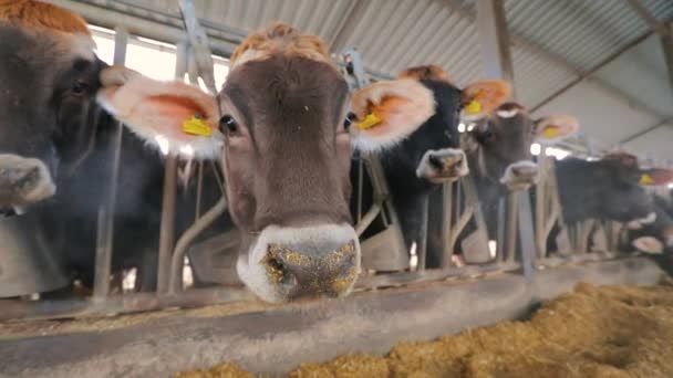 De koe kijkt in de camera close-up. Mooie koeien in de schuur. Braunschwitz koeien close-up — Stockvideo