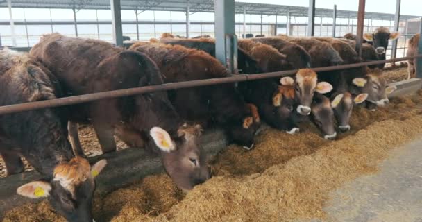 納屋には牛がたくさんいる。牛小屋にいる多くのブルンズウィッツ牛。牛は納屋で干し草を食べる。大規模な近代的な牛とともにBraunschwitz牛 — ストック動画