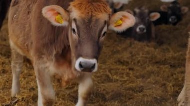 Yakından sevimli bir inek yavrusu. Braunschwitz dana eti. Şirin küçük inek. Yakından..