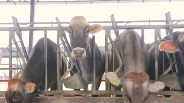 Braunschwitz inekleriyle dolu büyük, modern bir ahır. Ahırda bir sürü inek var. Bir sürü Brunschwitz ineği ahırda. İnekler ahırda saman yer..