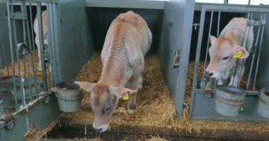 Braunschwitz dana eti. Çiftlikte çok güzel temiz bir buzağı var. Süt çiftliğindeki şirin buzağılar. Buzağılar büyütülüyor.