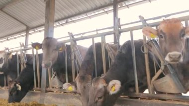 Bir sürü Brunschwitz ineği ahırda. İnekler ahırda saman yerler. Ahırda bir sürü inek var. Braunschwitz inekleriyle dolu büyük, modern bir ahır.