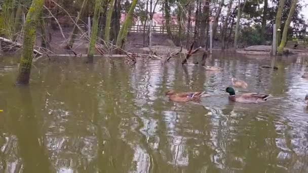 Rodzina kaczek pływa w stawie. Kaczki w jeziorze. Kaczki w stawie. Kaczki pływają w stawie w parku — Wideo stockowe