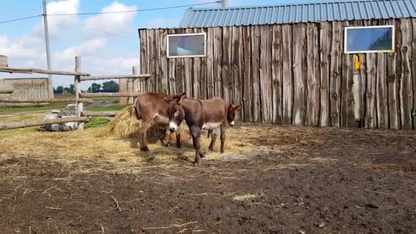Burros en la granja. Hermosos burros en la granja. Burros detrás de un seto en una granja — Vídeos de Stock