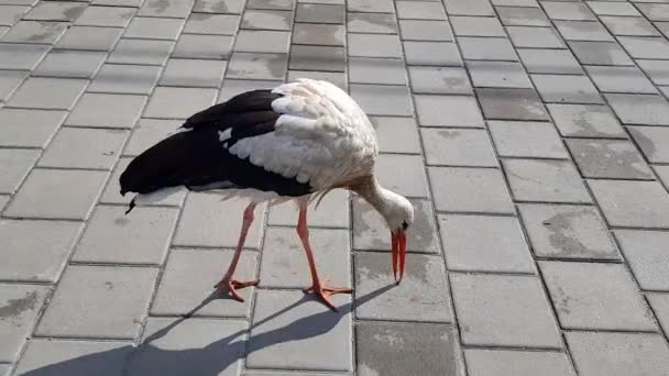 Gólya közelkép. A gólya közelről sétál az úton. — Stock videók