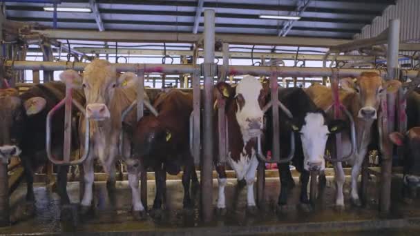 Ordeño automático de vacas. El proceso de ordeño de vacas en una granja lechera. Ordeño automatizado de vacas en una granja — Vídeos de Stock