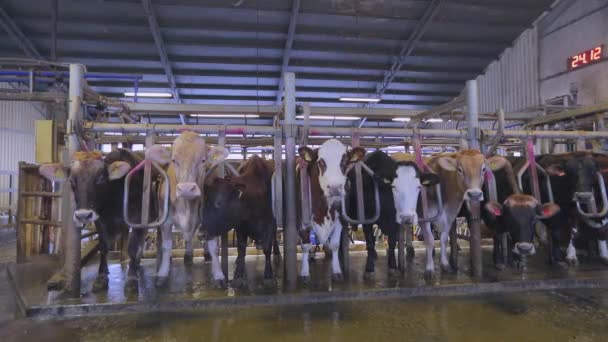 Процесс доения коров на молочной ферме. Автоматическое доение коров. Автоматическое доение коров на ферме — стоковое видео