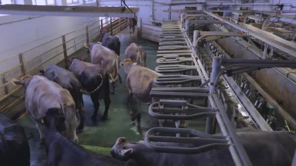 Kühe gehen nach dem Melken. Kühe melken. Braunschwitzer Kühe beim Melken. Melkstand. Shop für das Melken von Kühen. Braunschwitz — Stockvideo