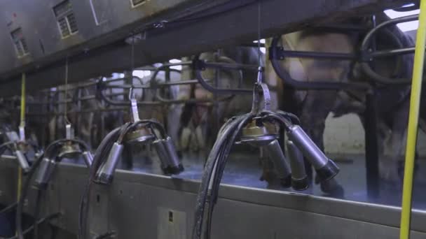 Ampliação do úbere de vaca. Vaca durante a ordenha no close-up da fábrica. Ordenha automática de uma vaca. Equipamento para ordenha de vacas — Vídeo de Stock