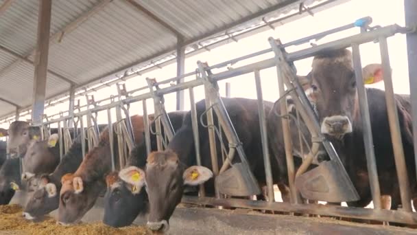 Mooie koeien sluiten af. Braunschwitz koeien op een boerderij close-up. De koe eet hooi. Mooie schone koeien — Stockvideo