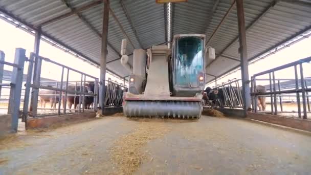 Een schoonmaakauto rijdt door de koeienstal. Schoonmaakmiddelen. Het proces van het reinigen van de bloedcel. Moderne schuur — Stockvideo