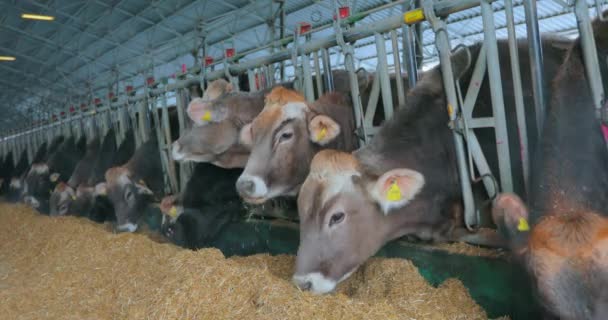 納屋には牛がたくさんいる。牛小屋にいる多くのブルンズウィッツ牛。牛は納屋で干し草を食べる。大規模な近代的な牛とともにBraunschwitz牛 — ストック動画