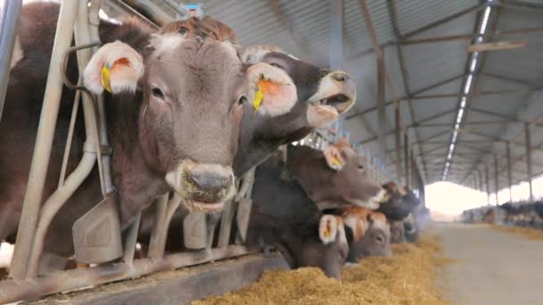 Kor äter hö i ladan. En vacker ko äter hö. Mata kor på gården. Livet på landsbygden. Braunschwitz kor äter hö — Stockvideo