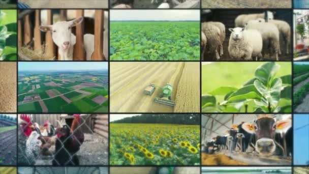 Collage van videoclips platteland. Scheidingsscherm landbouw. Videomuur voor de landbouw. Multiscreen landbouwvideo. — Stockvideo