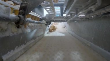 Modern otomatikleştirilmiş dondurma üretim hattı. Dondurma fabrikası. Dondurma üretim hattı
