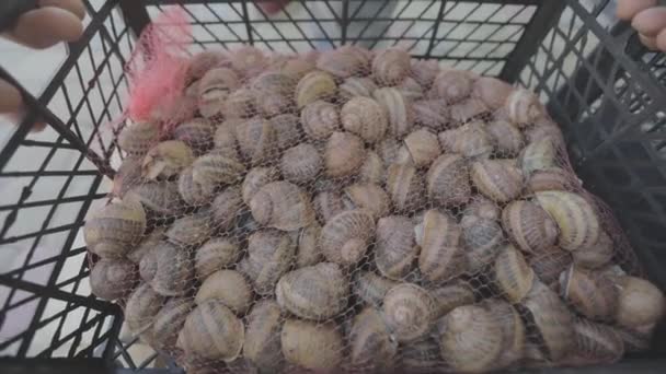 Breeding snails for food. helix aspersa maxima growing for food. Snails in a box are loaded into a car. Delicacy. Snails are grown for export — Stock video