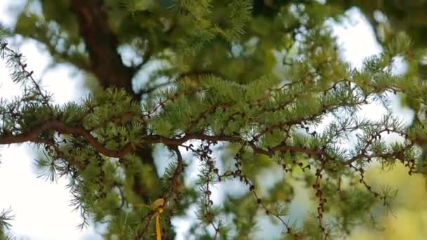 Coniferous branch against the blue sky. Beautiful coniferous branch against the sky — Vídeo de stock