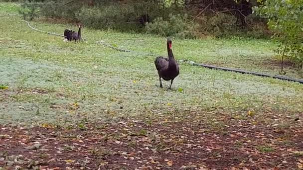A black swan is walking on a green lawn. beautiful black swan — стоковое видео