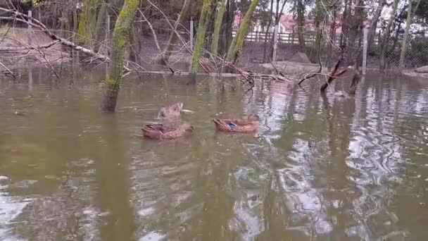 Kaczki w jeziorze. Rodzina kaczek pływa w stawie. Kaczki w stawie. Kaczki pływają w stawie w parku — Wideo stockowe