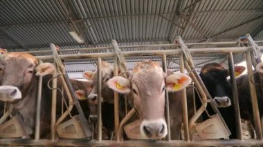 İnek yakın çekimi. İnek kamerayla ilgileniyor. Bir ineğin kafası yakın plan. Yakından sevimli bir inek. Braunschwitz ineği